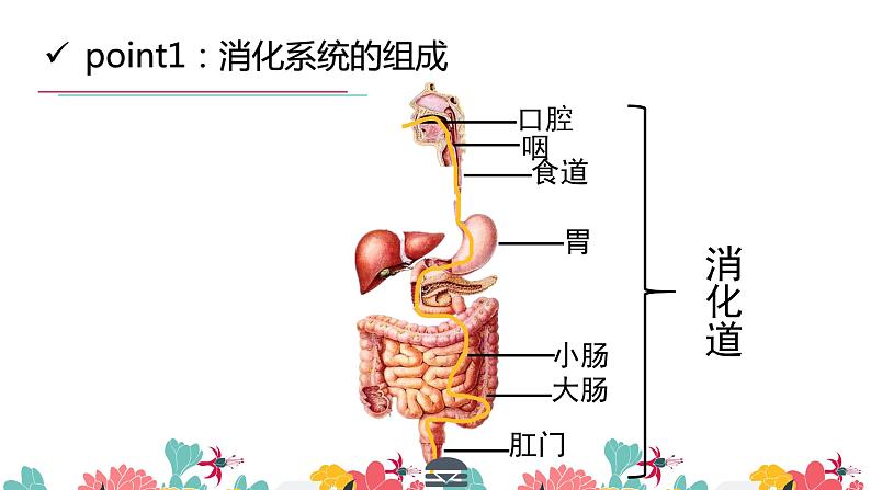 初中 初一 生物 消化和吸收（第一课时）课件06