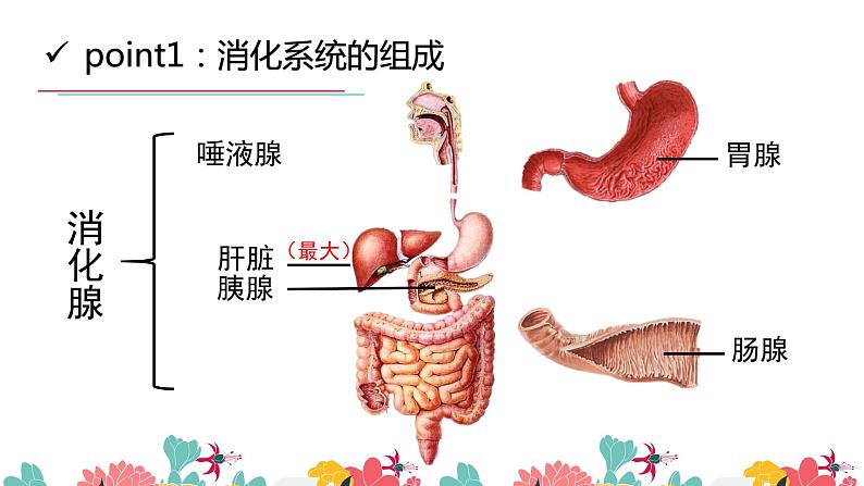 初中 初一 生物 消化和吸收（第一课时）课件07