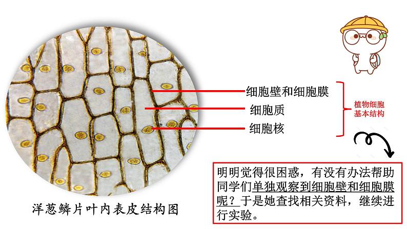 初中 初一 生物 植物细胞—第2课时 课件05