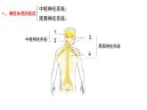 初中 初一 生物 神经系统的组成  课件