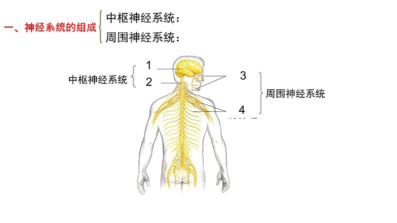 初中 初一 生物 神经系统的组成  课件第4页