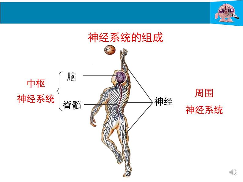 初中 初一 生物《神经系统的组成》 课件07