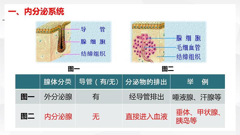 初中生物 七年级 激素调节 课件第3页