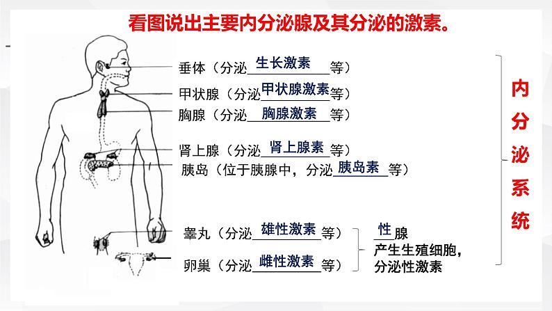 初中生物 七年级 激素调节 课件第4页