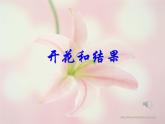 初中生物 七年级上册 开花和结果教学设计 课件