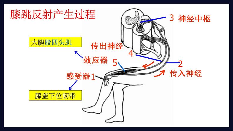 初中生物 七年级 神经调节的基本方式  课件第7页