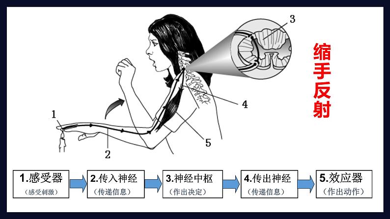 初中生物 七年级 神经调节的基本方式  课件第8页