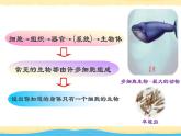 初中生物 七年级上册《单细胞生物》 课件