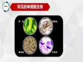 初中生物 七年级上册《单细胞生物》 课件