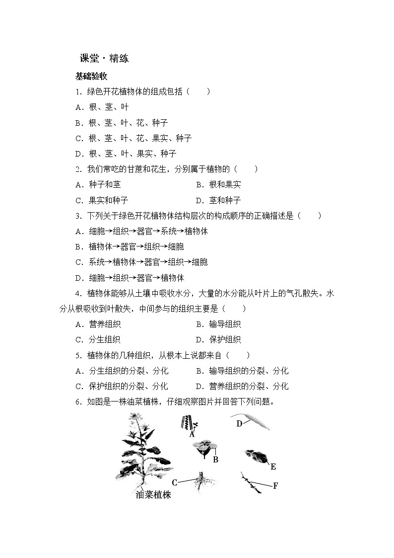 北师大版生物七上4.2《生物体的器官、系统》课堂精练（第2课时）（有答案）第2页