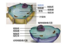 七年级上册第四节  细胞的生活课文课件ppt