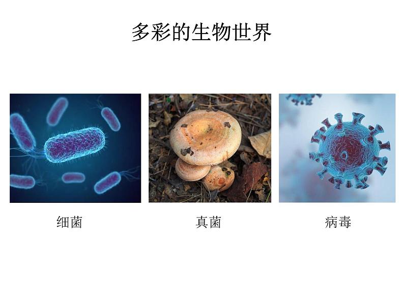 人教版生物七年级上册《致同学们》课件.pptx08