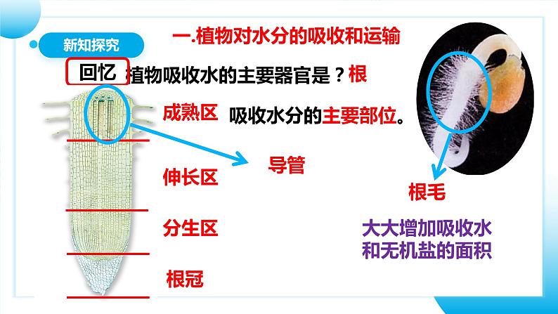 人教版初中生物七年级上册3.3《绿色植物与生物圈的水循环》课件第6页