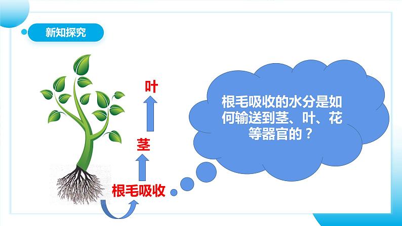 人教版初中生物七年级上册3.3《绿色植物与生物圈的水循环》课件第7页