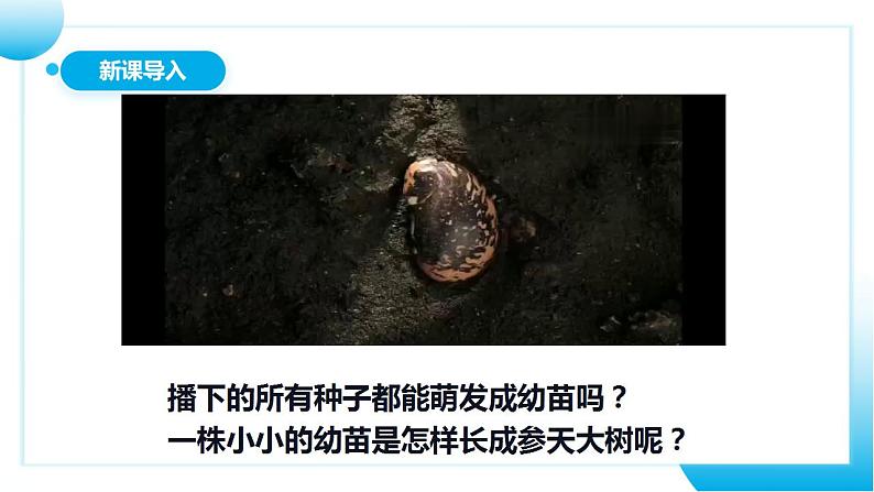 【核心素养目标】人教版 (新课标)初中生物七年级上册3.2.2《植株的生长》课件+教案+同步分层练习（含答案）03