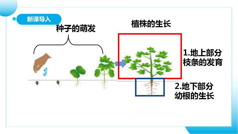 【核心素养目标】人教版 (新课标)初中生物七年级上册3.2.2《植株的生长》课件+教案+同步分层练习（含答案）04