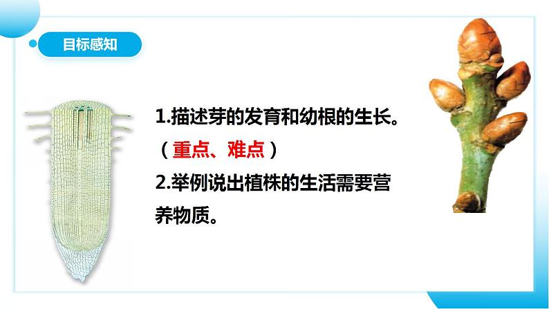 【核心素养目标】人教版 (新课标)初中生物七年级上册3.2.2《植株的生长》课件+教案+同步分层练习（含答案）05