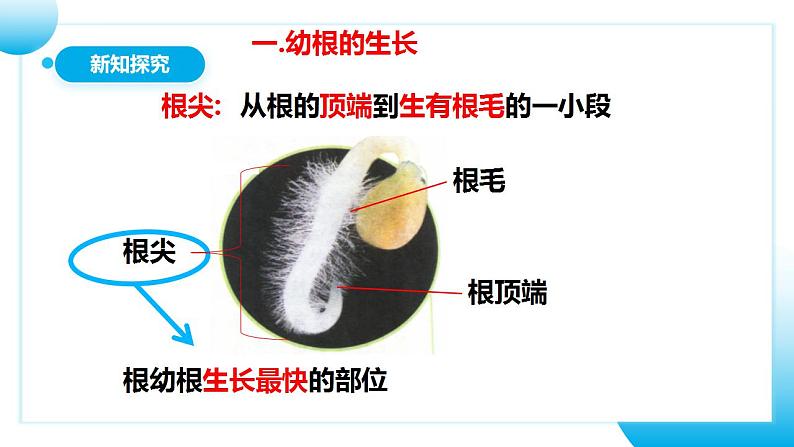 【核心素养目标】人教版 (新课标)初中生物七年级上册3.2.2《植株的生长》课件+教案+同步分层练习（含答案）07