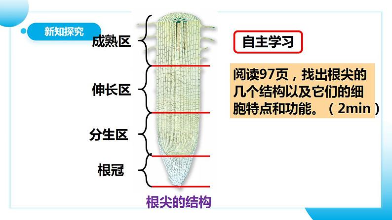 【核心素养目标】人教版 (新课标)初中生物七年级上册3.2.2《植株的生长》课件+教案+同步分层练习（含答案）08