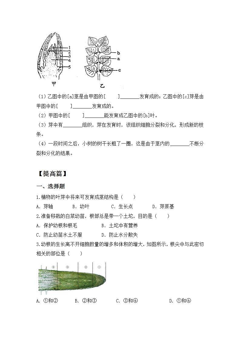 【核心素养目标】人教版 (新课标)初中生物七年级上册3.2.2《植株的生长》课件+教案+同步分层练习（含答案）02