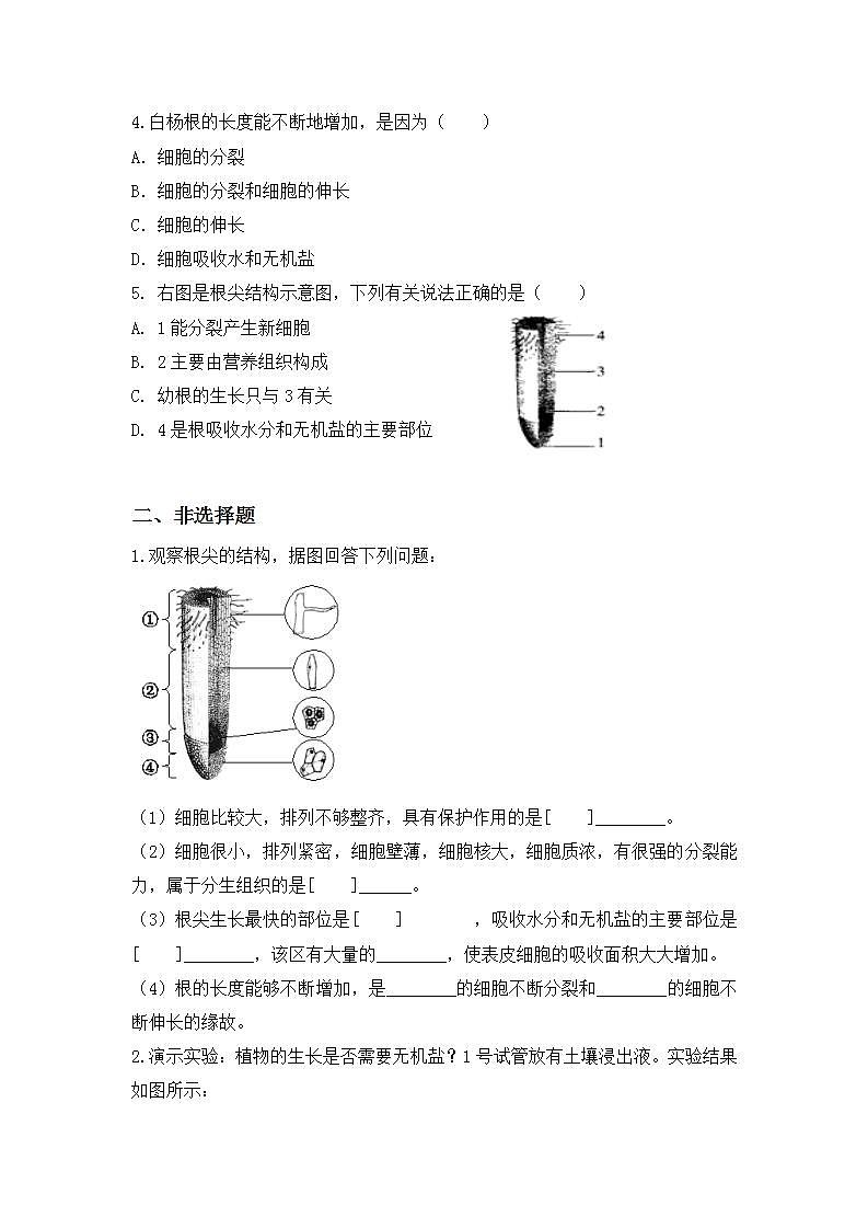 【核心素养目标】人教版 (新课标)初中生物七年级上册3.2.2《植株的生长》课件+教案+同步分层练习（含答案）03