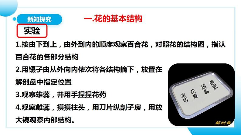 人教版初中生物七年级上册3.2.3《开花和结果》课件第6页
