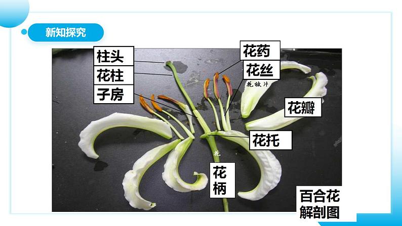 人教版初中生物七年级上册3.2.3《开花和结果》课件第7页