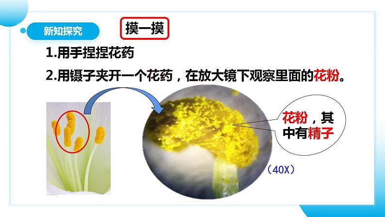 人教版初中生物七年级上册3.2.3《开花和结果》课件第8页