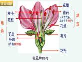 初中 初一 生物 《植物的生殖》授课ppt 课件