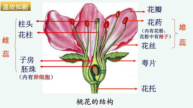 初中 初一 生物 《植物的生殖》授课ppt 课件05