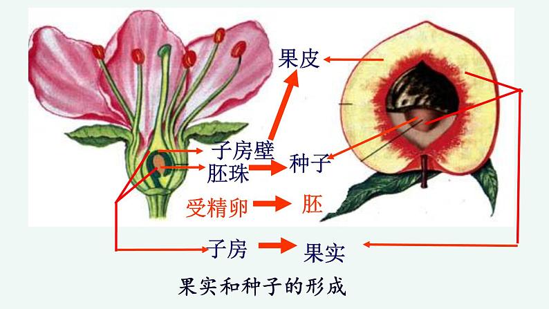 初中 初一 生物 《植物的生殖》授课ppt 课件08