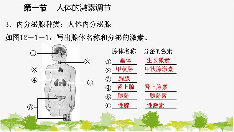 苏教版七年级生物下册 第十二章 第一节　人体的激素调节课件第6页