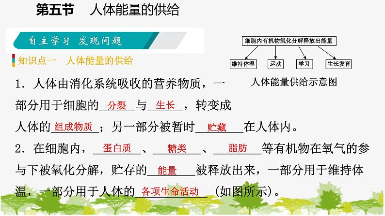 苏教版七年级生物下册 第十章 第五节  人体能量的供给课件第5页