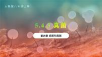 初中生物人教版 (新课标)八年级上册第三节 真菌教学课件ppt