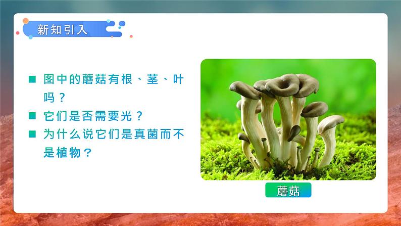 第四章第三节《真菌》课件+教案03