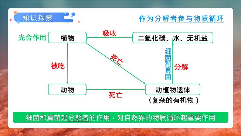 第四章第四节《细菌和真菌在自然界中的作用》课件+教案08