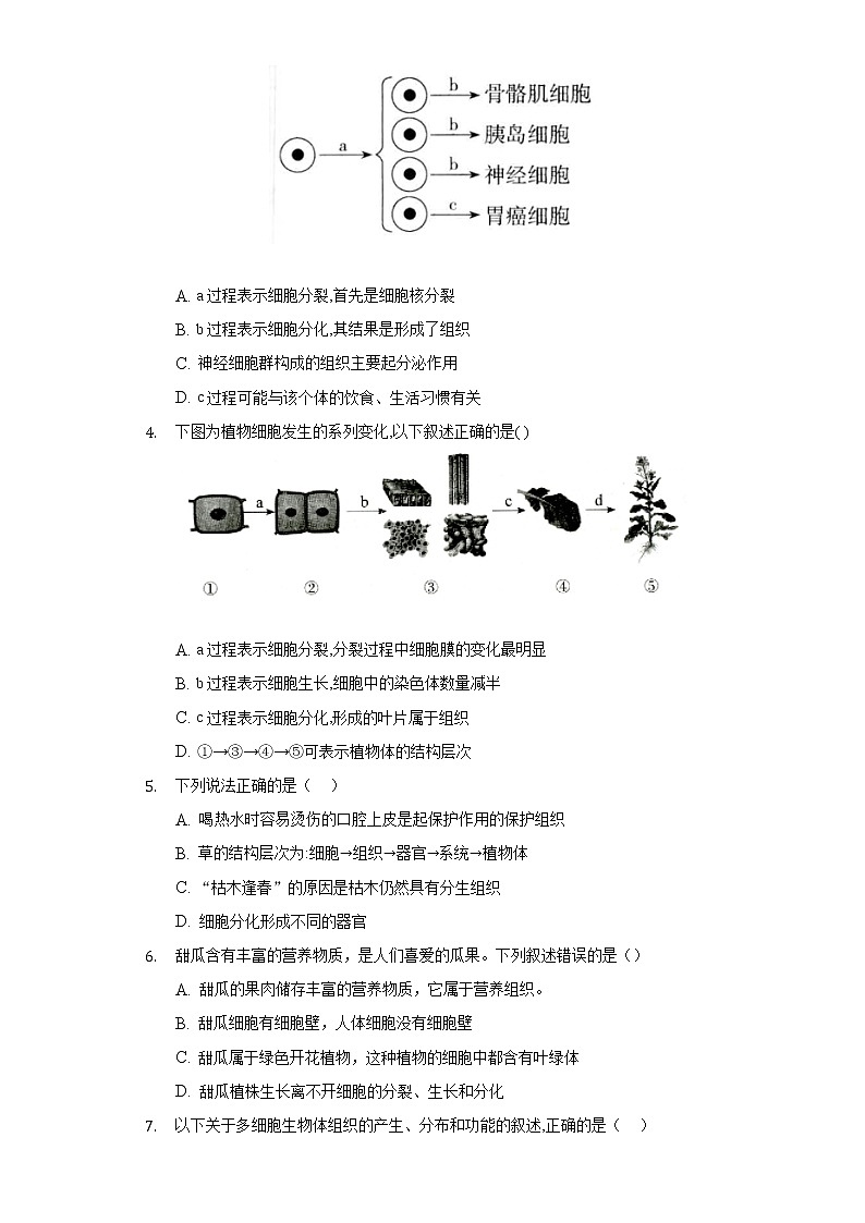 3.3细胞的分裂与分化  苏教版初中生物七年级上册同步练习（含答案解析）第2页