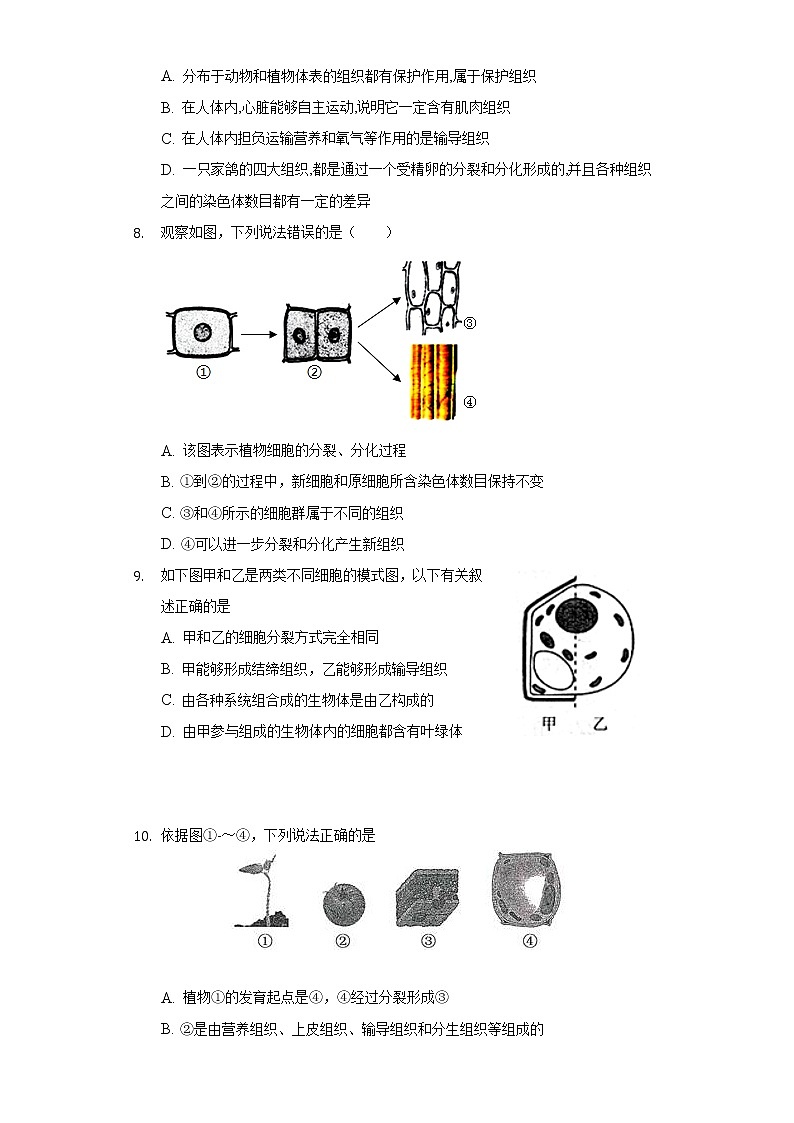 3.3细胞的分裂与分化  苏教版初中生物七年级上册同步练习（含答案解析）第3页