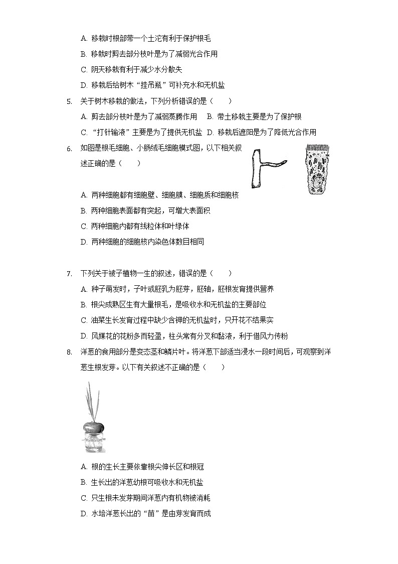 5.2植物根的生长 苏教版初中生物七年级上册同步练习（含答案解析）02
