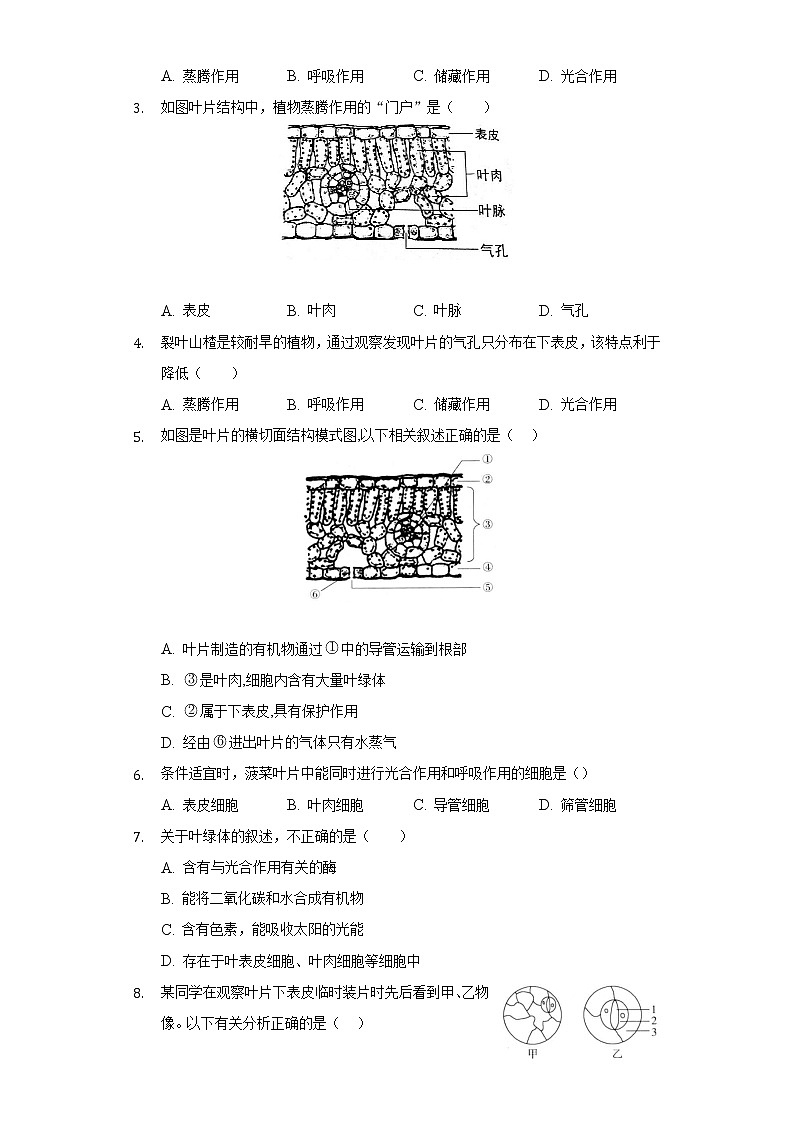 6.2植物光合作用的场所  苏教版初中生物七年级上册同步练习（含答案解析）02