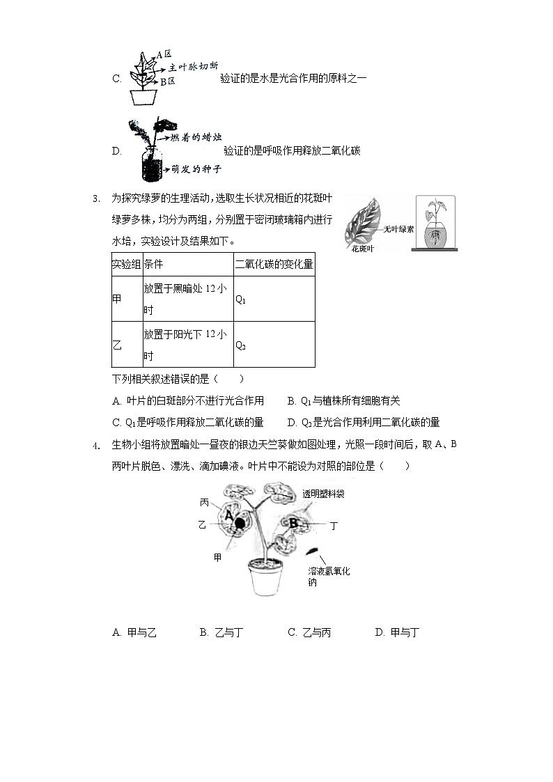 6.3植物光合作用的实质  苏教版初中生物七年级上册同步练习（含答案解析）02