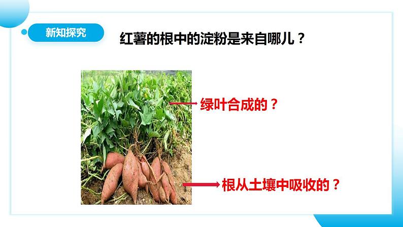 人教版初中生物七年级上册3.4《绿色植物是生物圈中有机物的制造者》课件第8页