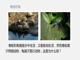 人教版八年级生物上册课件 第五单元 第一章 第五节 两栖动物和爬行动物