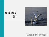 人教版八年级生物上册课件 第五单元 第一章 第六节 鸟
