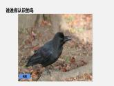 人教版八年级生物上册课件 第五单元 第一章 第六节 鸟