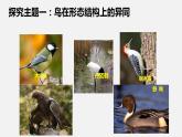 人教版八年级生物上册课件 第五单元 第一章 第六节 鸟