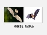 人教版八年级生物上册课件 第五单元 第一章 第七节 哺乳动物