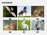 人教版八年级生物上册课件 第五单元 第一章 第七节 哺乳动物