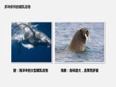 人教版八年级生物上册课件 第五单元 第一章 第七节 哺乳动物