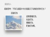 人教版八年级生物上册课件 第五单元 第二章 第二节  先天性行为和学习行为